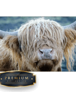 Nieuwsgierige hooglander DP Diamond Painting