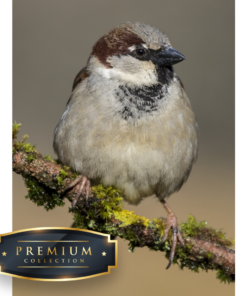 Huismus DP Diamond Painting