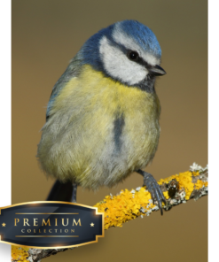 Pimpelmees DP Diamond Painting