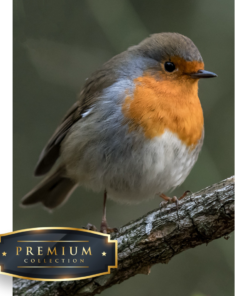 Roodborstje DP Diamond Painting